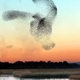 Illustration for article titled You Wont Believe These Patterns Created by Flocks of Birds in Flight